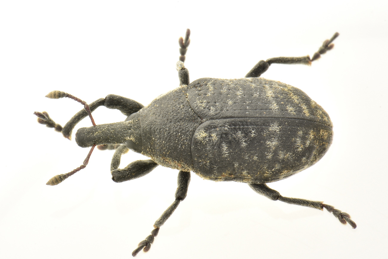 Curculionidae: Larinus sp?